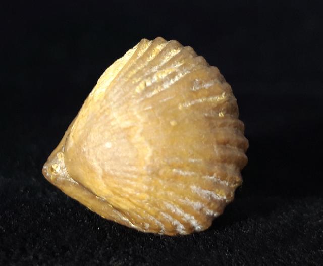 Torquirhynchia royeriana (ORBIGNY 1850) - Bild © FossNet FossilienStore